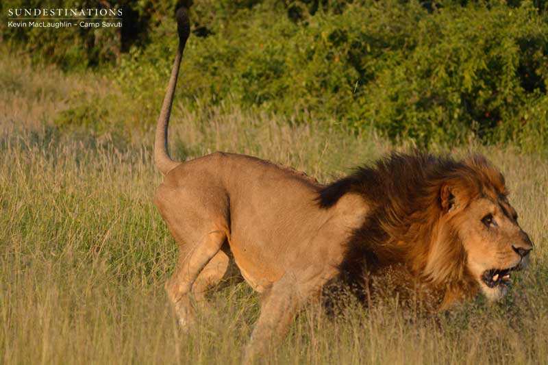 lion-charge5-savuti-kevin lion-charge5-savuti-kevin