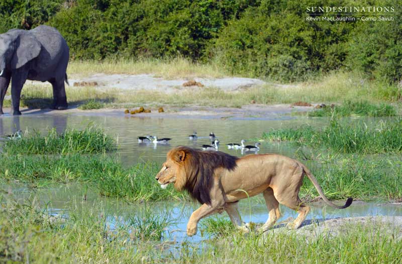 lion-leap-savuti-kevin lion-leap-savuti-kevin