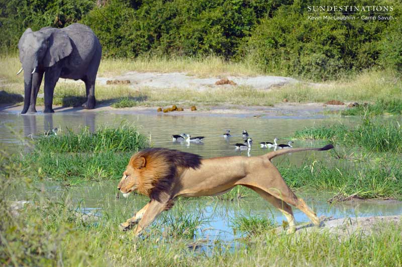 lion-leap2-savuti-kevin lion-leap2-savuti-kevin