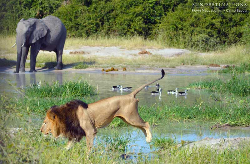 lion-leap3-savuti-kevin lion-leap3-savuti-kevin