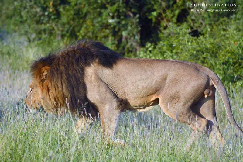 lion-stalk-savuti-kevin lion-stalk-savuti-kevin