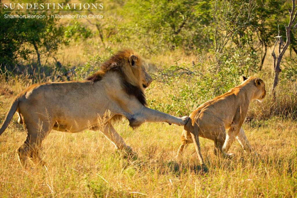 Lion pursues lioness to mate Lion pursues lioness to mate