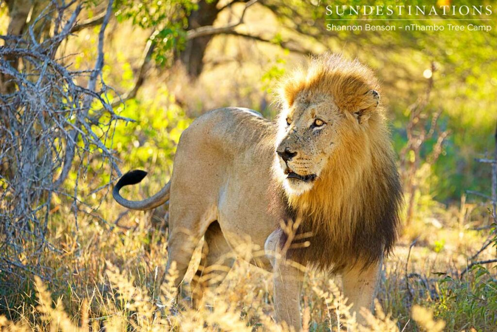 Full bellied Trilogy male in between bouts of mating Full bellied Trilogy male in between bouts of mating