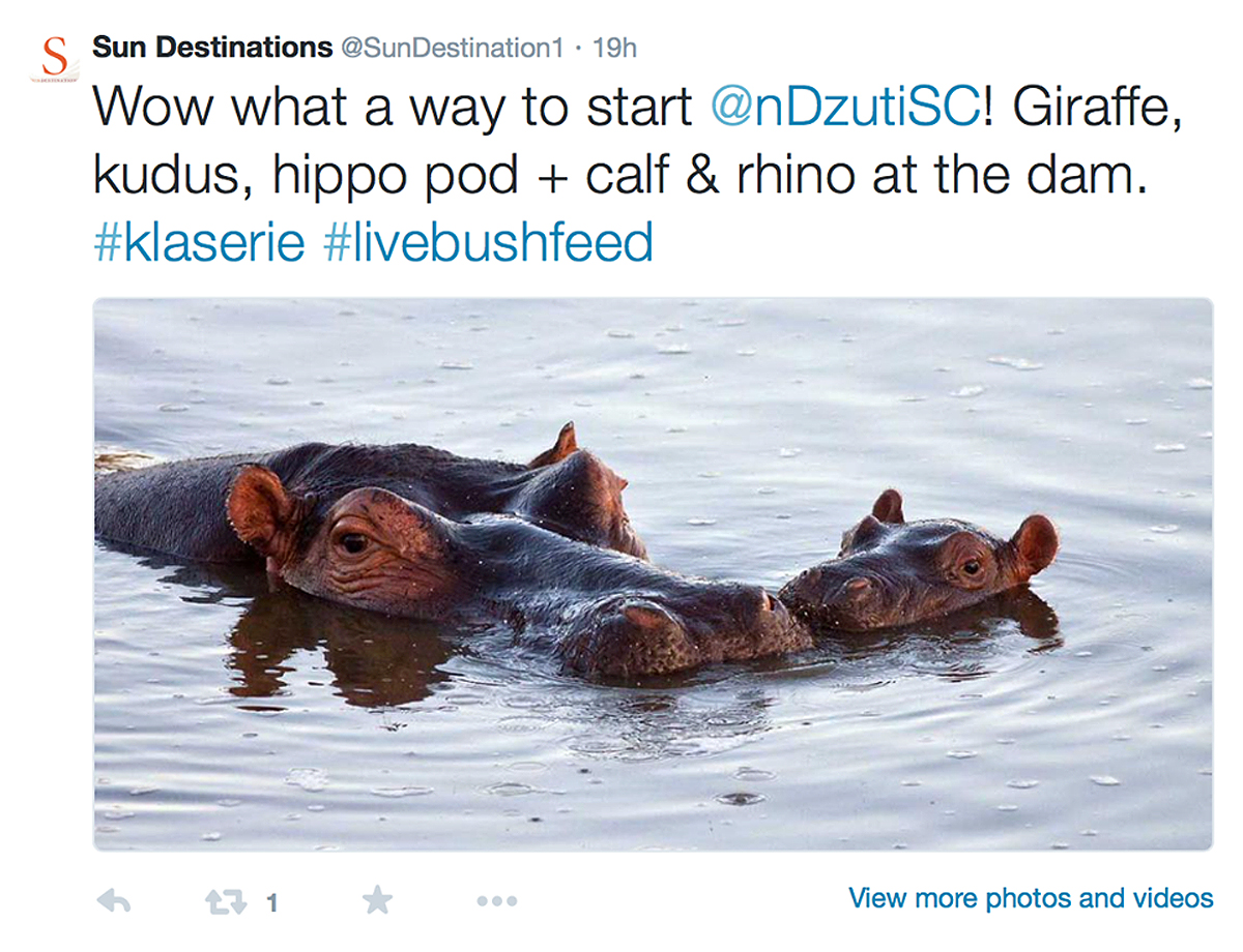Hippo Pod #livesafarifeed Hippo Pod #livesafarifeed