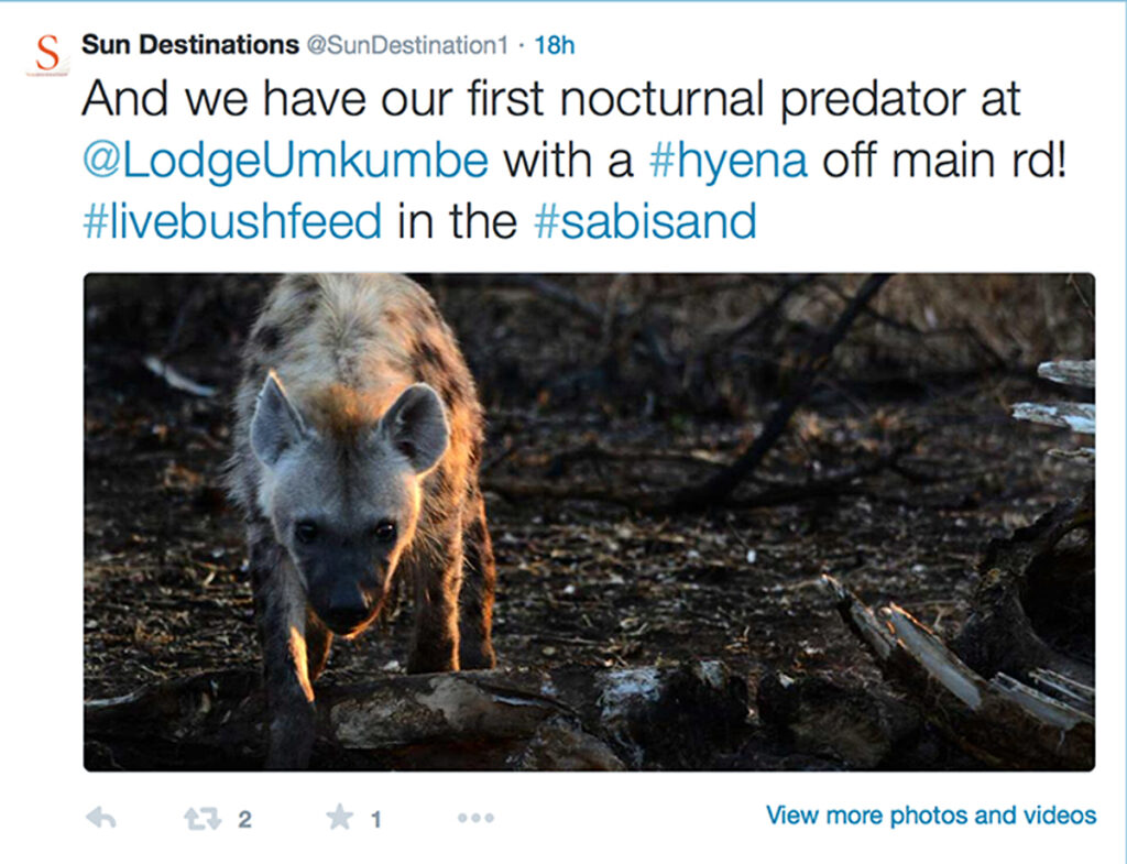 Hyena spotted at Umkumbe Safari Lodge Hyena spotted at Umkumbe Safari Lodge