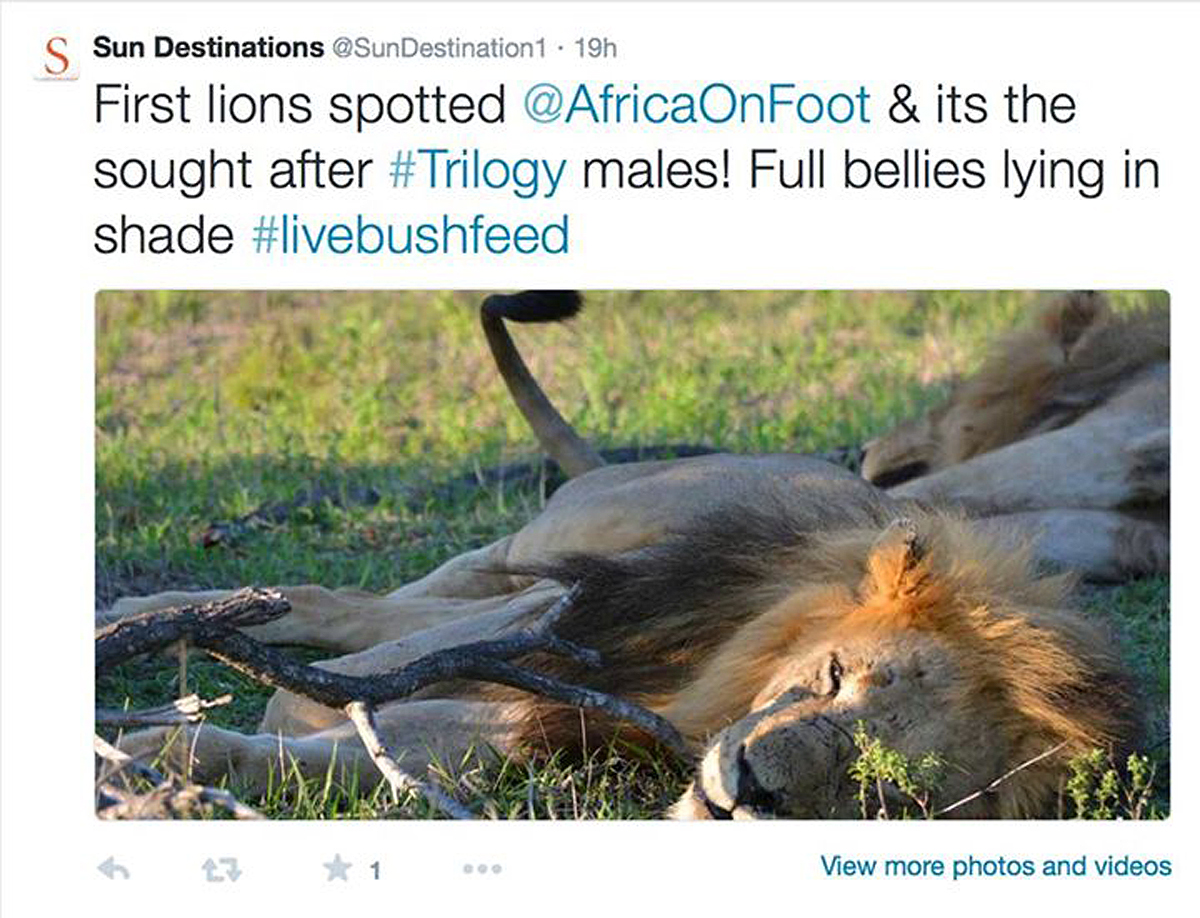 Trilogy males spotted resting under a tree #livebushfeed Trilogy males spotted resting under a tree #livebushfeed