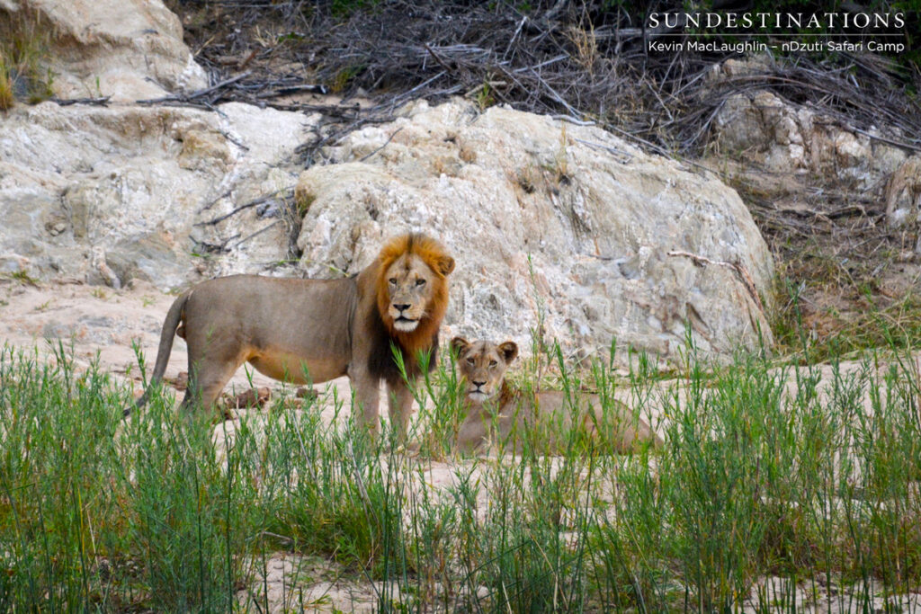 Male lion after mating Lone male looking to mate with the River pride female