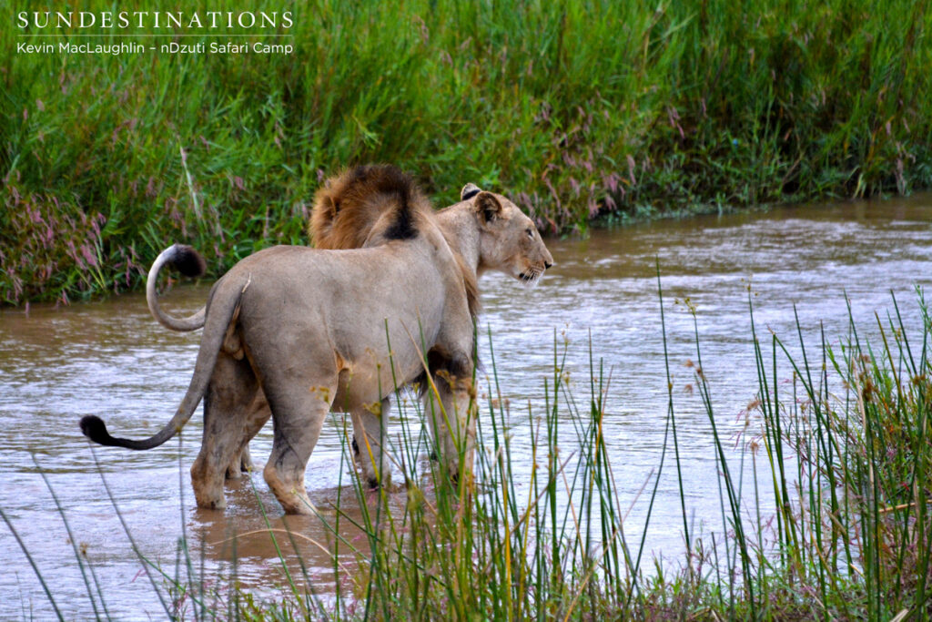 Male lion who took down the River pride The male who took down the River pride