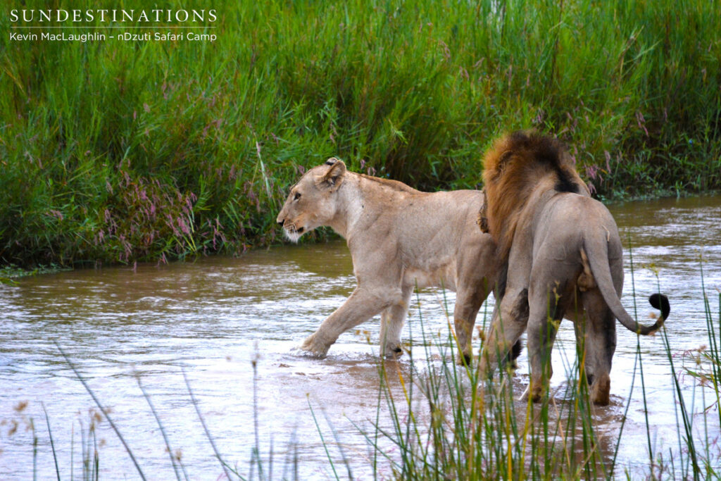 Waiting to mount the female Waiting to mount the female