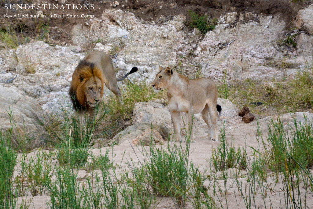 Courting the River pride female Courting the River pride female