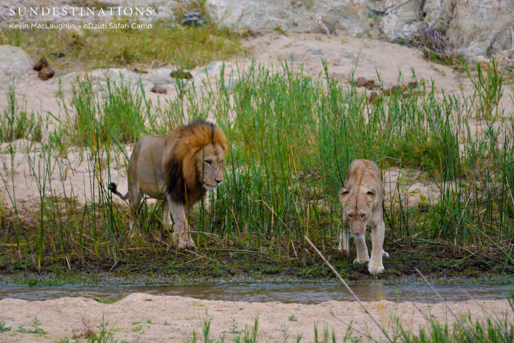 Lioness trying to run away Lioness trying to run away