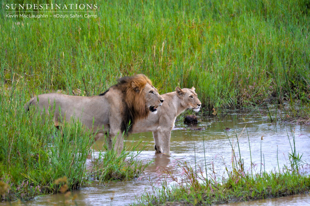Crossing the Klaserie River Crossing the Klaserie River