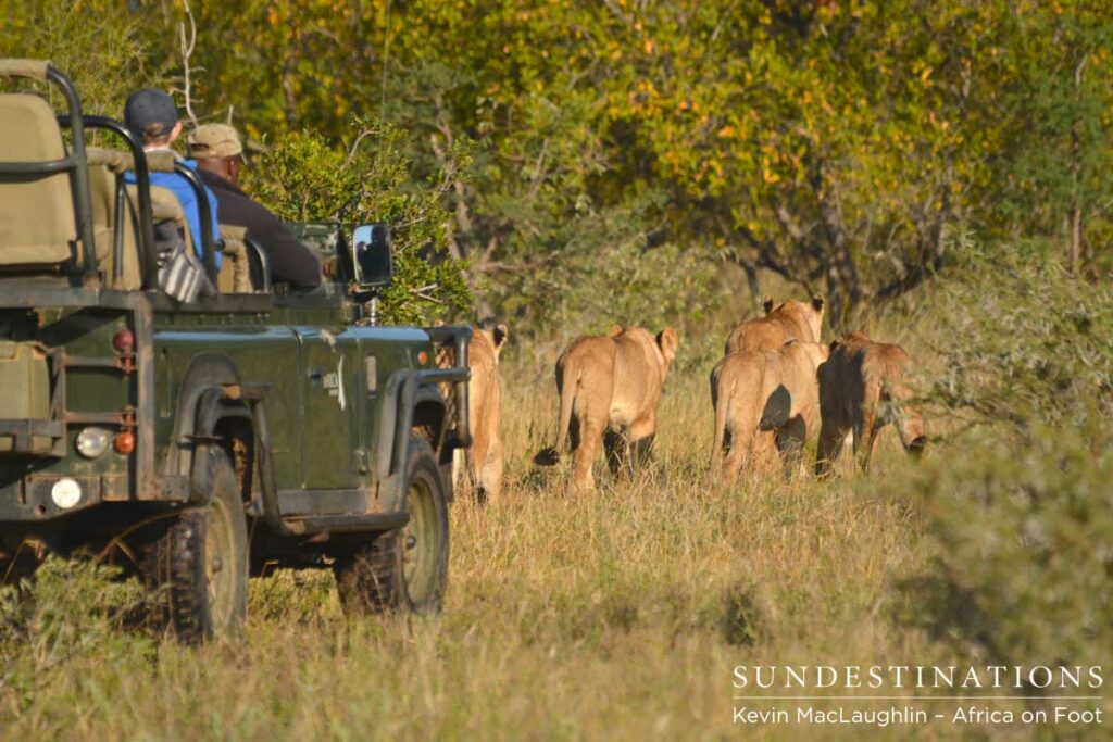 Africa on Foot guests look on at the Ross Pride Africa on Foot guests look on at the Ross Pride