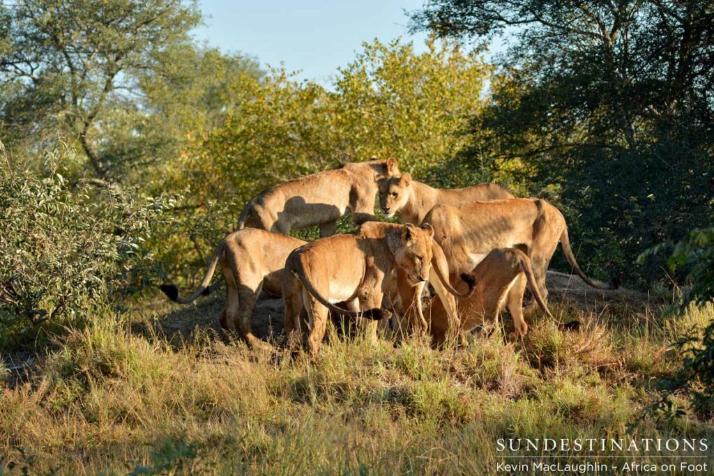 The pride gathers at the warthog burrow, in which 2 warthogs are hiding The pride gathers at the warthog burrow, in which 2 warthogs are hiding
