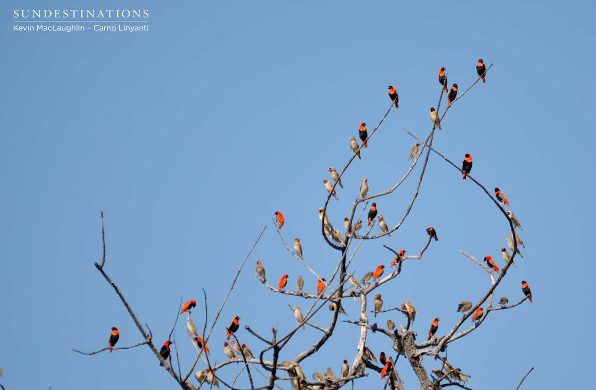Red bishops and red-billed queleas gather on the tree tops in massive flocks Red bishops and red-billed queleas gather on the tree tops in massive flocks