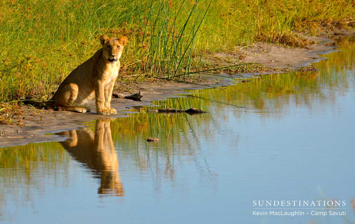 One of the first cubs to brave the open area and drink from the channel One of the first cubs to brave the open area and drink from the channel