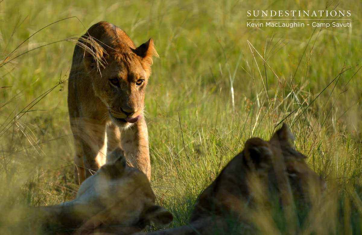 Cubs emerge from the shadows Cubs emerge from the shadows