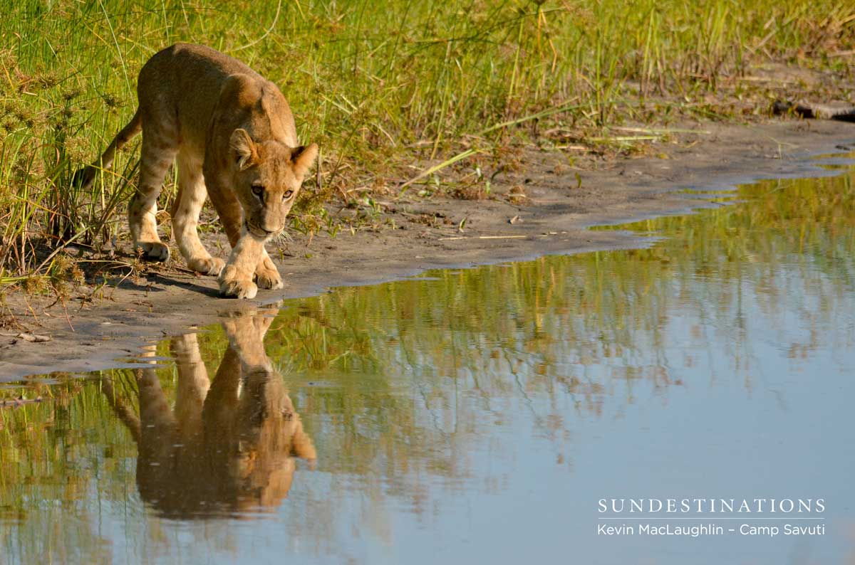Inspecting the reflection Inspecting the reflection