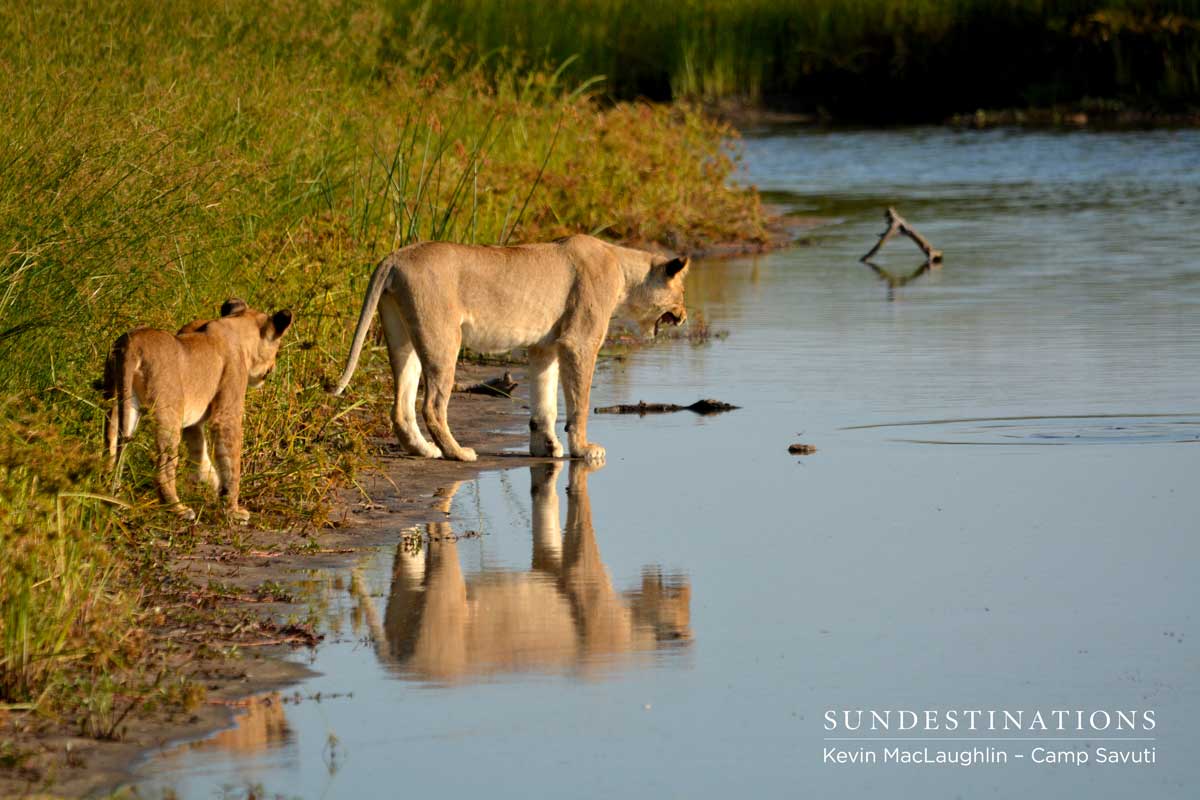 Cubs curious about some movement in the water Cubs curious about some movement in the water
