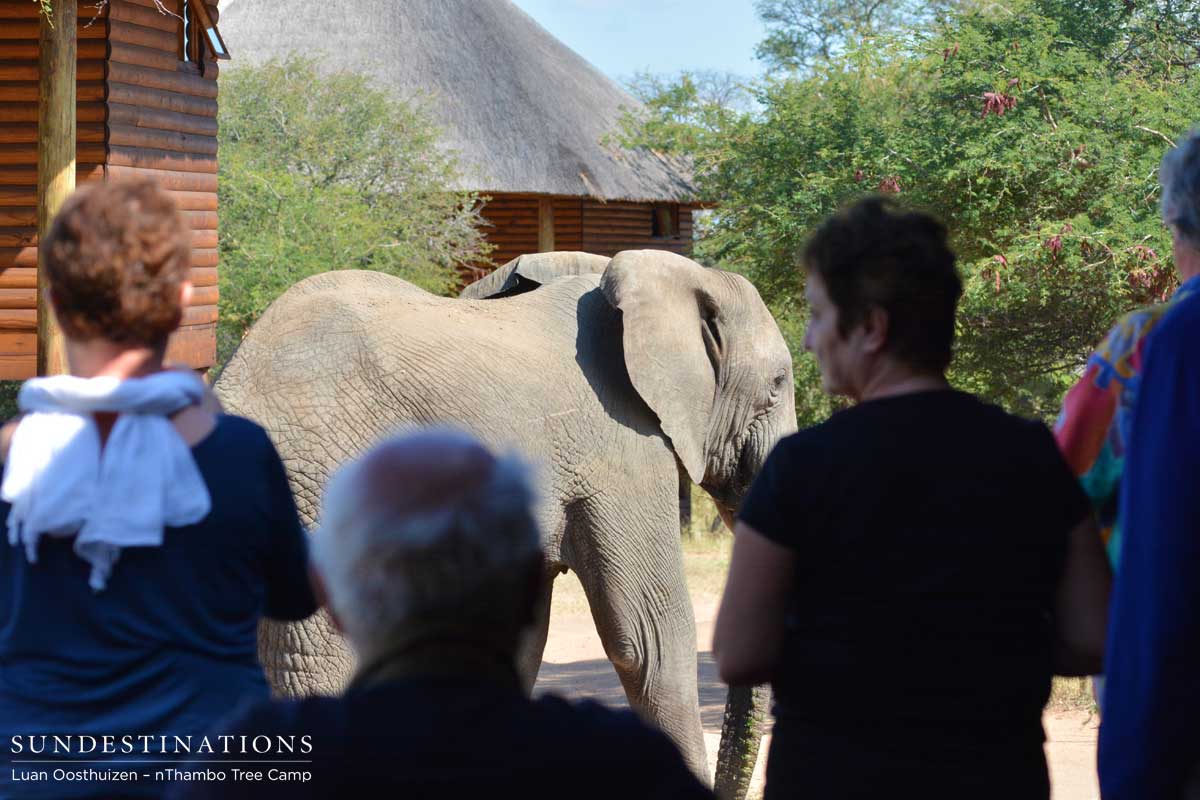 Thrilled with the sighting, nThambo guests enjoy the view Thrilled with the sighting, nThambo guests enjoy the view