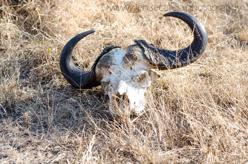 A buffalo no more A buffalo no more