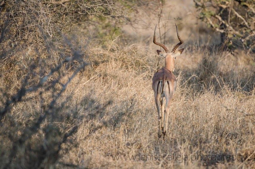 Retreating impala ram Retreating impala ram