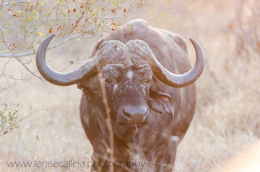 Buffalo in the setting sun Buffalo in the setting sun
