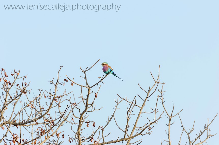 Lilac-breasted roller adding a spot of colour Lilac-breasted roller adding a spot of colour