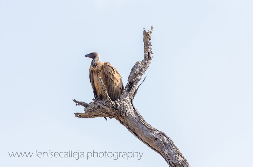 White-backed vulture perches on a look out point White-backed vulture perches on a look out point
