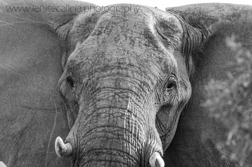 Up close with an elephant Up close with an elephant