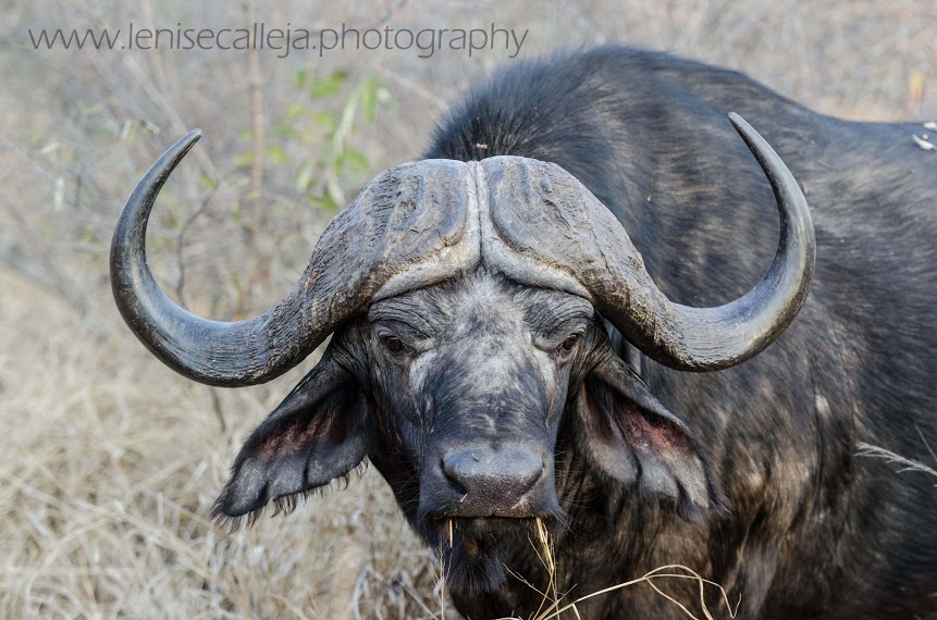 Big buffalo bull, known as a dagha-boy Big buffalo bull, known as a dagha-boy