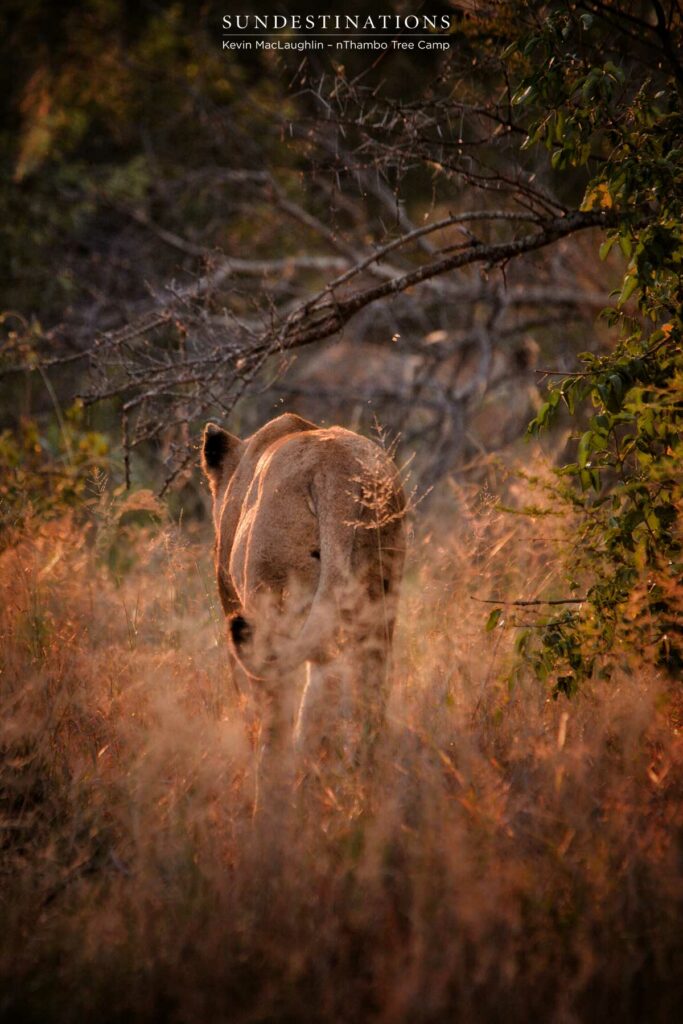 Ross lioness at dusk Ross lioness at dusk