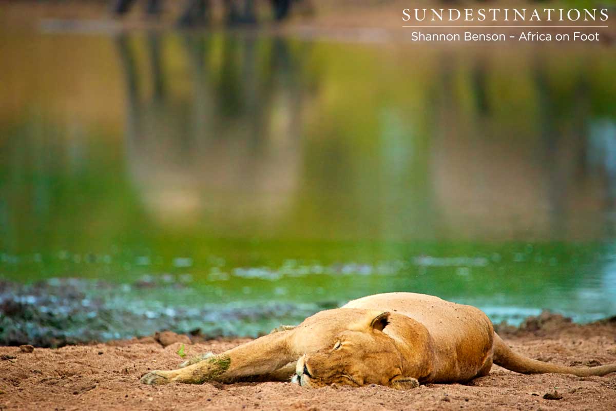 Lazy Ross Pride lioness snoozes as elephants look on Lazy Ross Pride lioness snoozes as elephants look on