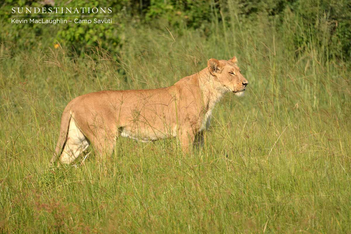 A lioness emerges and watches her cubs moving towards the channel of water A lioness emerges and watches her cubs moving towards the channel of water