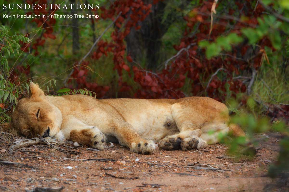 Suckle marks show that this Ross lioness is feeding cubs Suckle marks show that this Ross lioness is feeding cubs