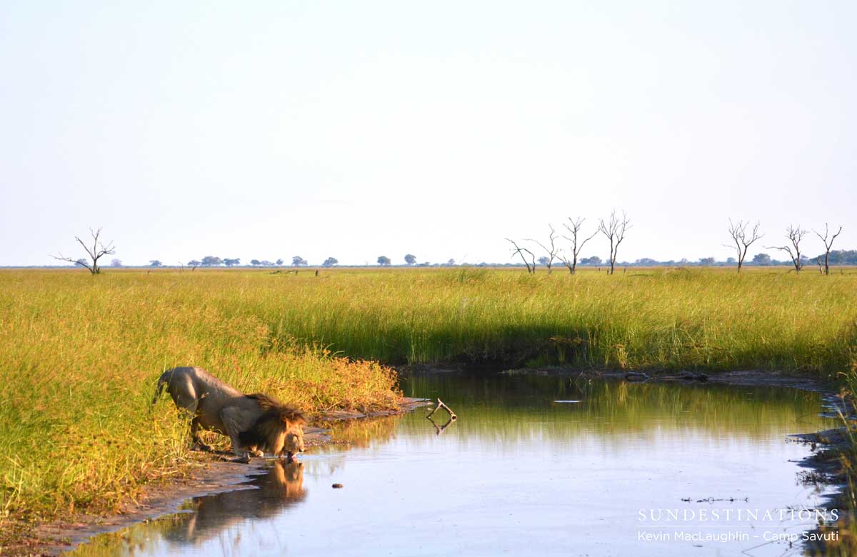 Camp Savuti guests look on as one of the dominant males crouches to take a drink Camp Savuti guests look on as one of the dominant males crouches to take a drink