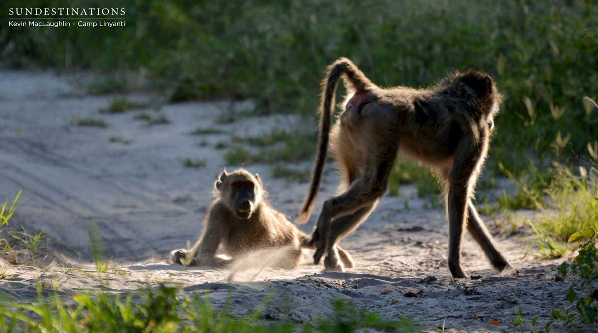 Playful baboons entertain guests at Camp Linyanti Playful baboons entertain guests at Camp Linyanti