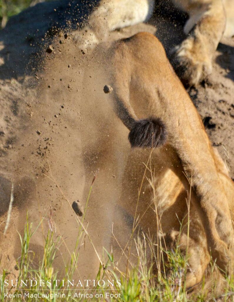 A lion digs at the warthog burrow trying to chase the warthogs out A lion digs at the warthog burrow trying to chase the warthogs out