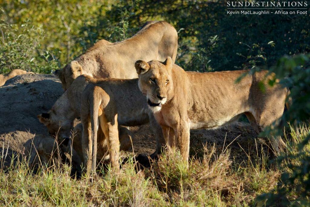 Ross Pride lioness visibly thin and in need of a meal Ross Pride lioness visibly thin and in need of a meal