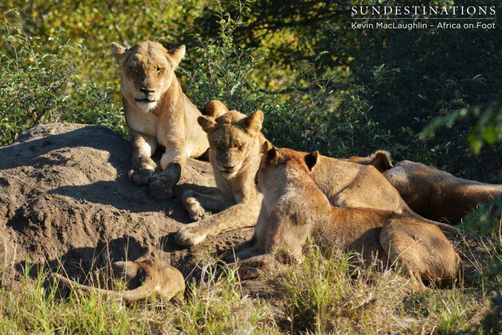 The Ross Pride looks exhausted after hours of digging The Ross Pride looks exhausted after hours of digging