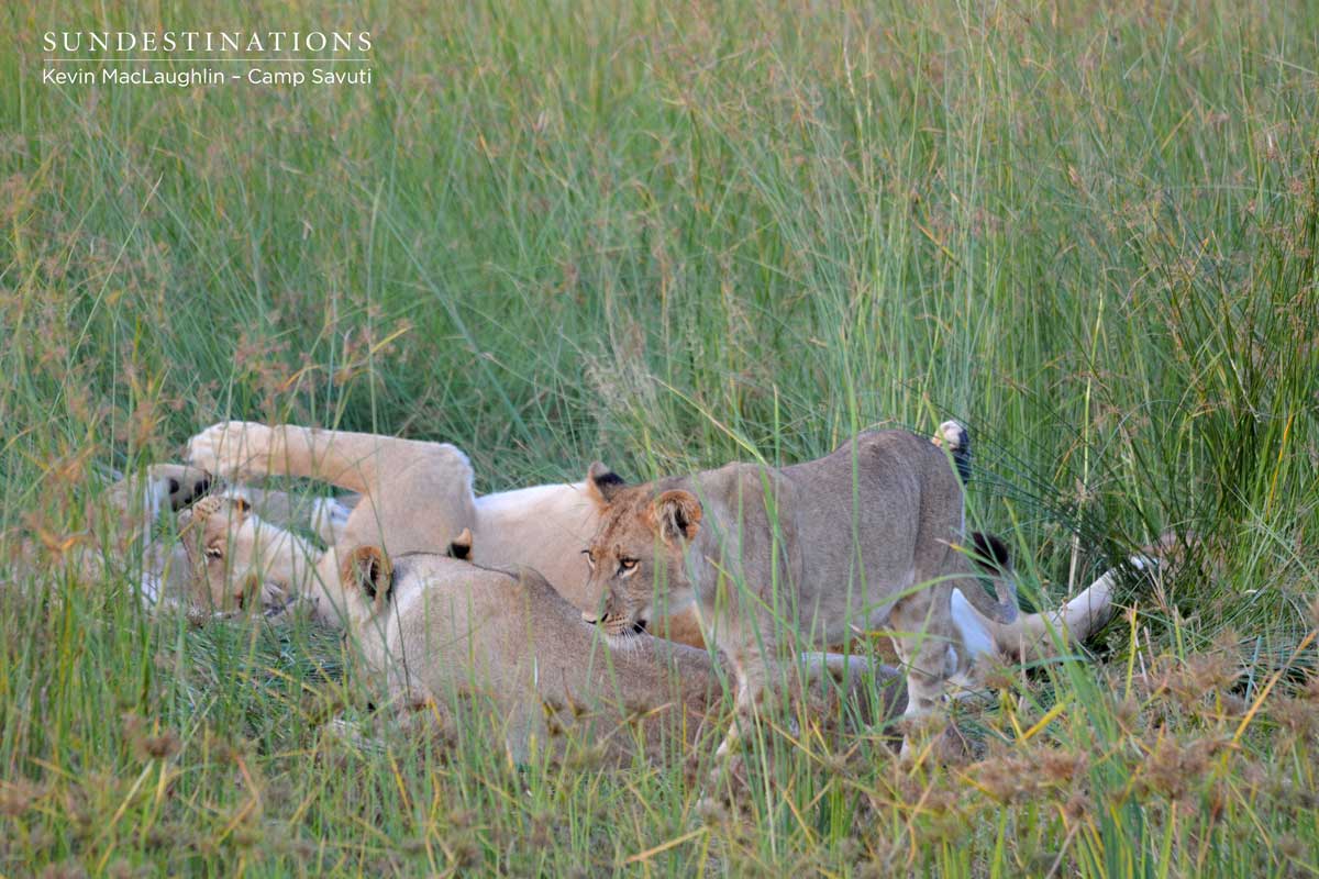 Cubs interact with each other as the heat of the day subsides Cubs interact with each other as the heat of the day subsides