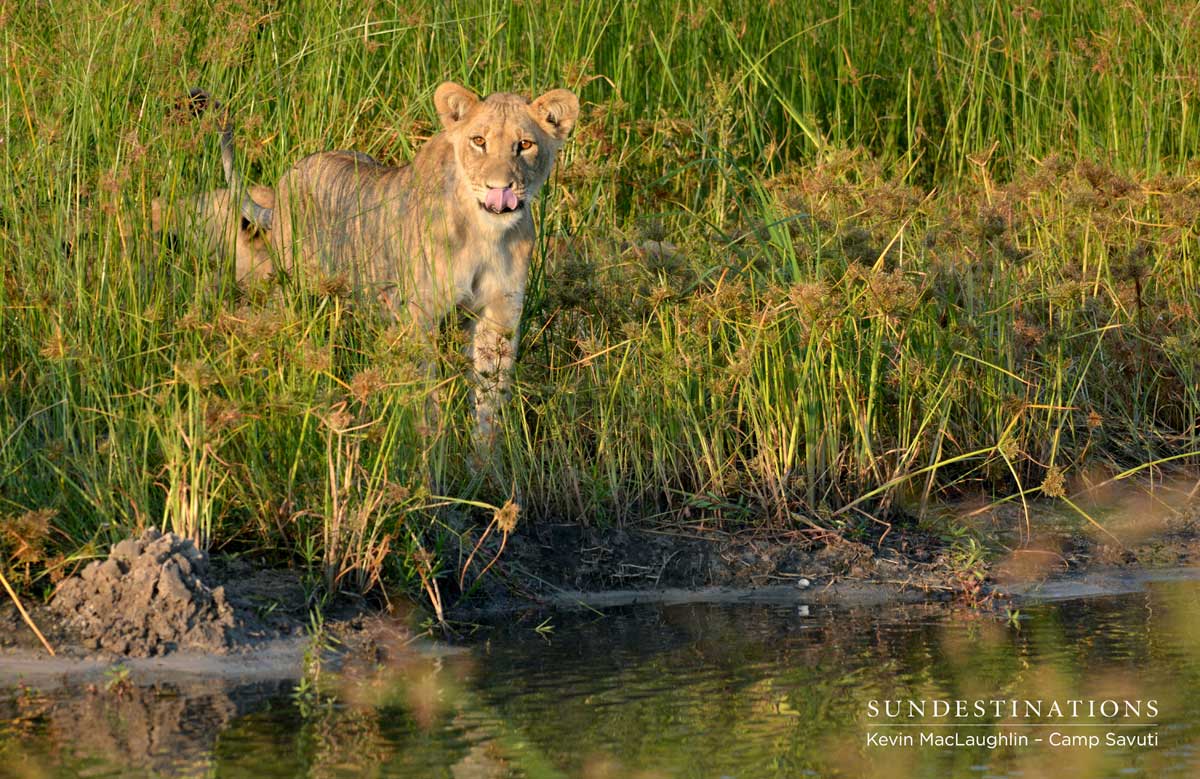 Savuti lion cub at the channel Savuti lion cub at the channel