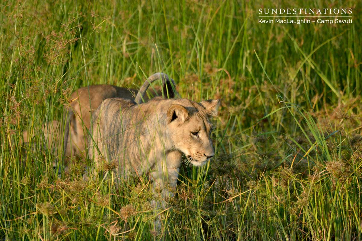 A Savuti cub begins to behave playfully with his siblings A Savuti cub begins to behave playfully with his siblings