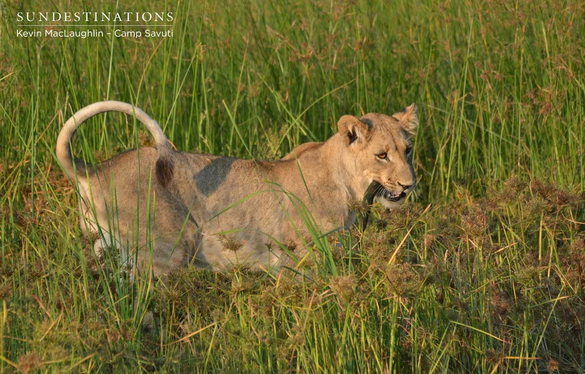 Lion cub entertains itself with a pice of wood Lion cub entertains itself with a pice of wood