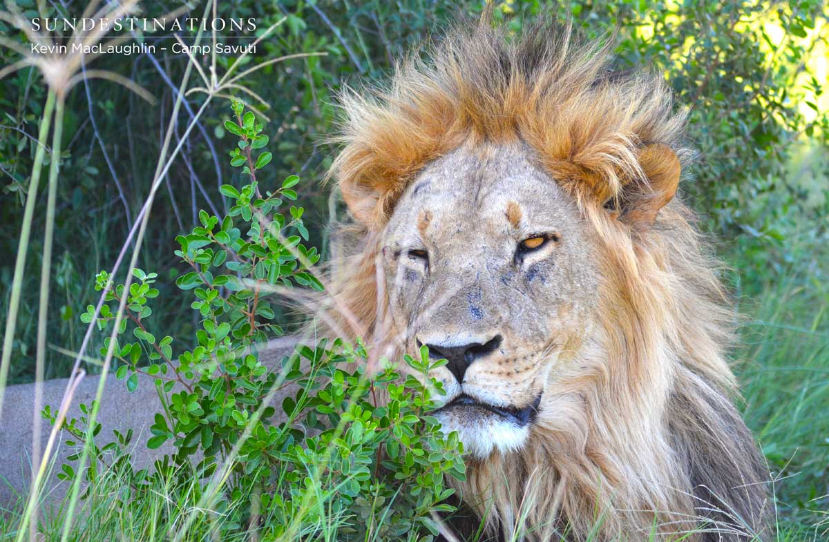 Male lion awakening from an all-day snooze Male lion awakening from an all-day snooze