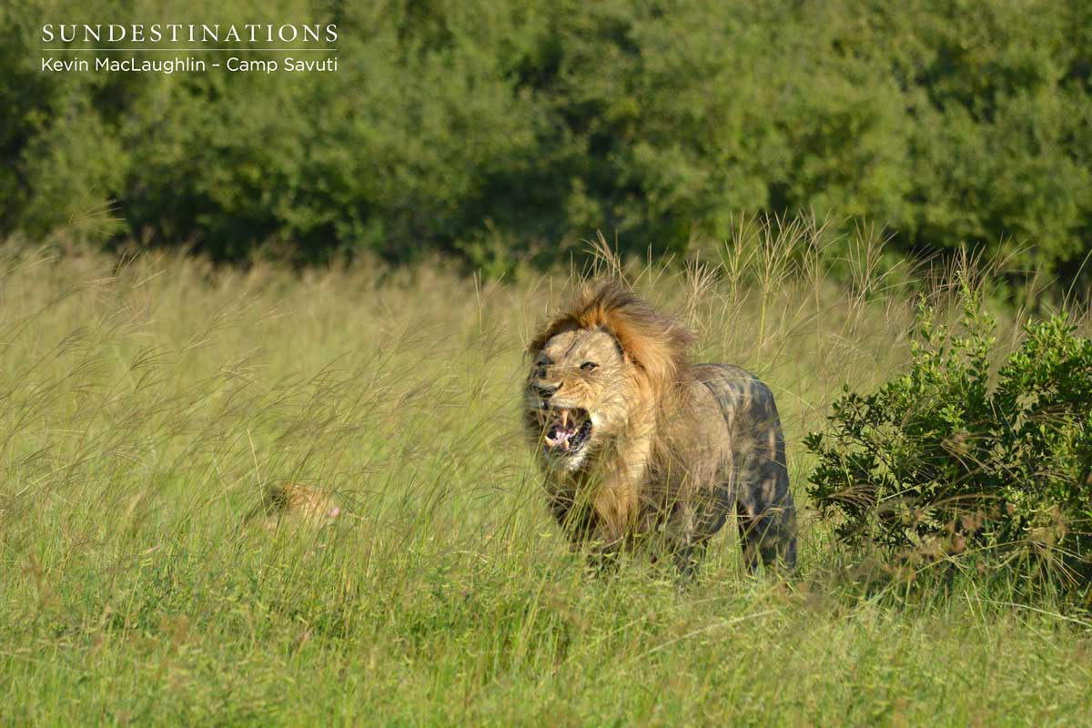 Savuti male lion Savuti male lion