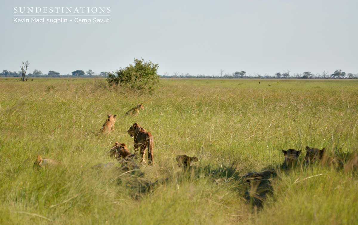 Savuti pride of lions Savuti pride of lions