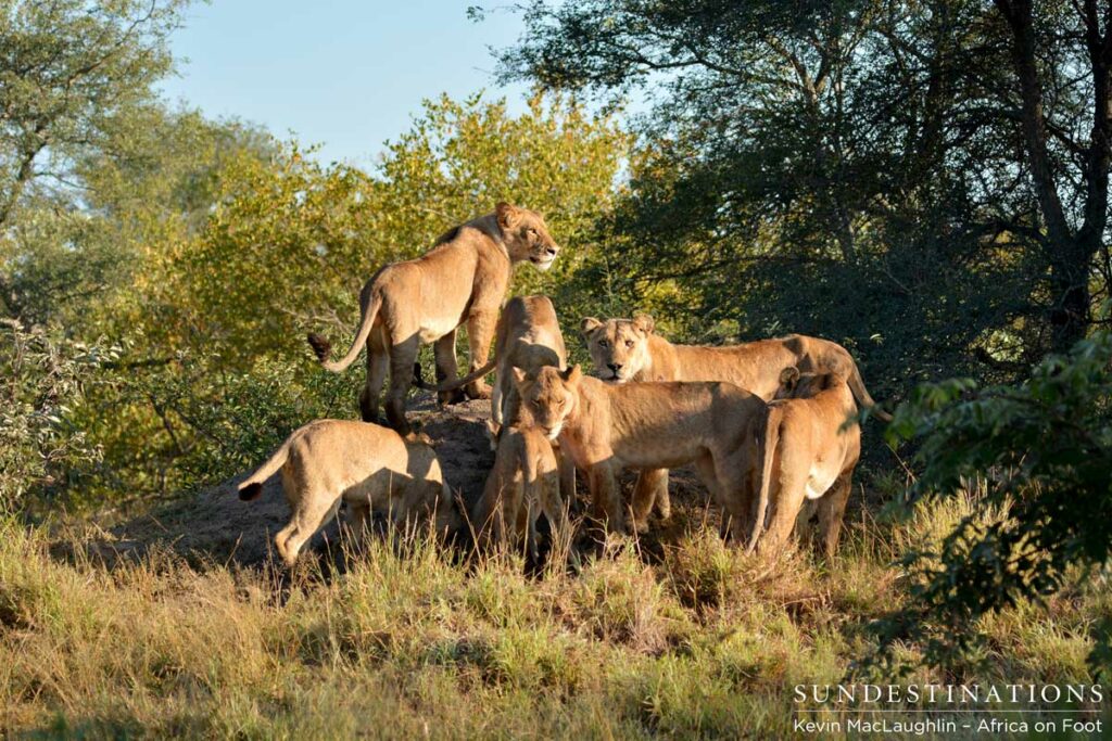 All 7 of the Ross Pride members All 7 of the Ross Pride members