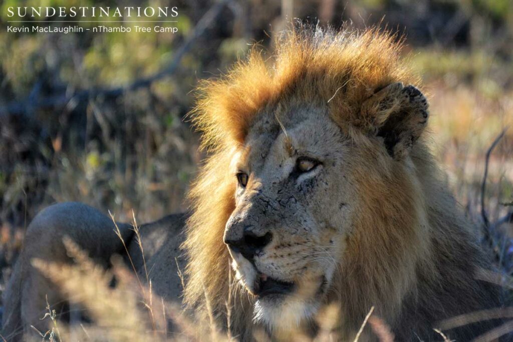 Trilogy lion looks more relaxed in his territory Trilogy lion looks more relaxed in his territory