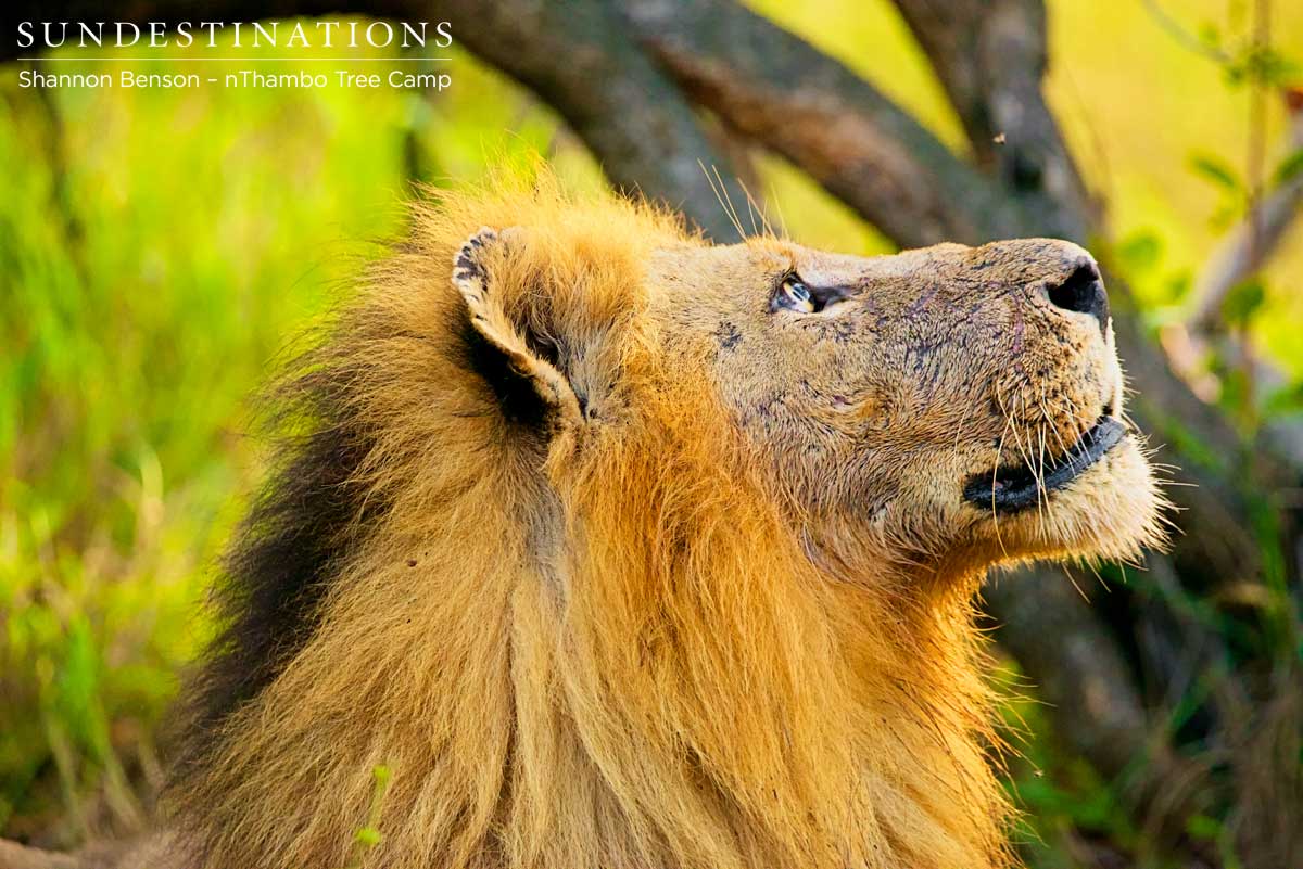 trilogy-shannon-nthambo trilogy-shannon-nthambo